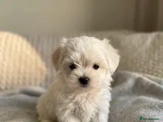 Maltipoo dogs 🤍f1b Maltipoos exceptional quality ready now 🤍 - Advert 5