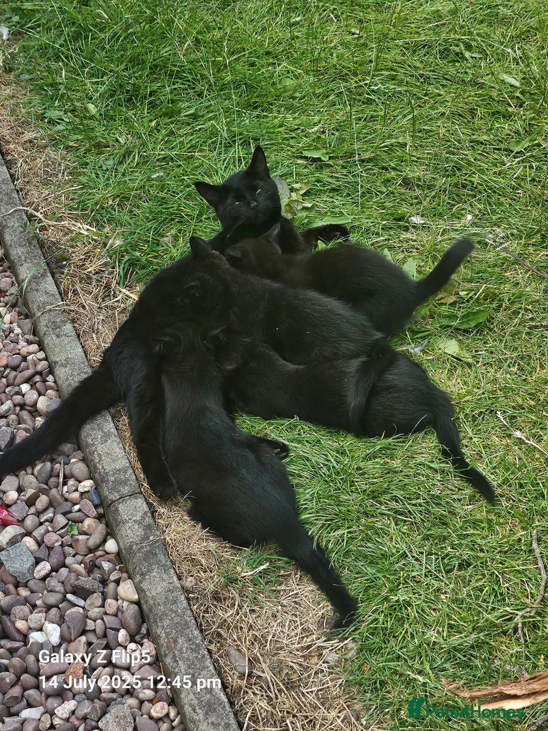 Abyssinian cats for sale: Kittens for sale - Image 2