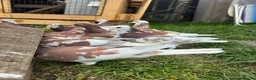 Pigeons birds for sale: Tumbler Pigeons for sale in hull - Advert 6