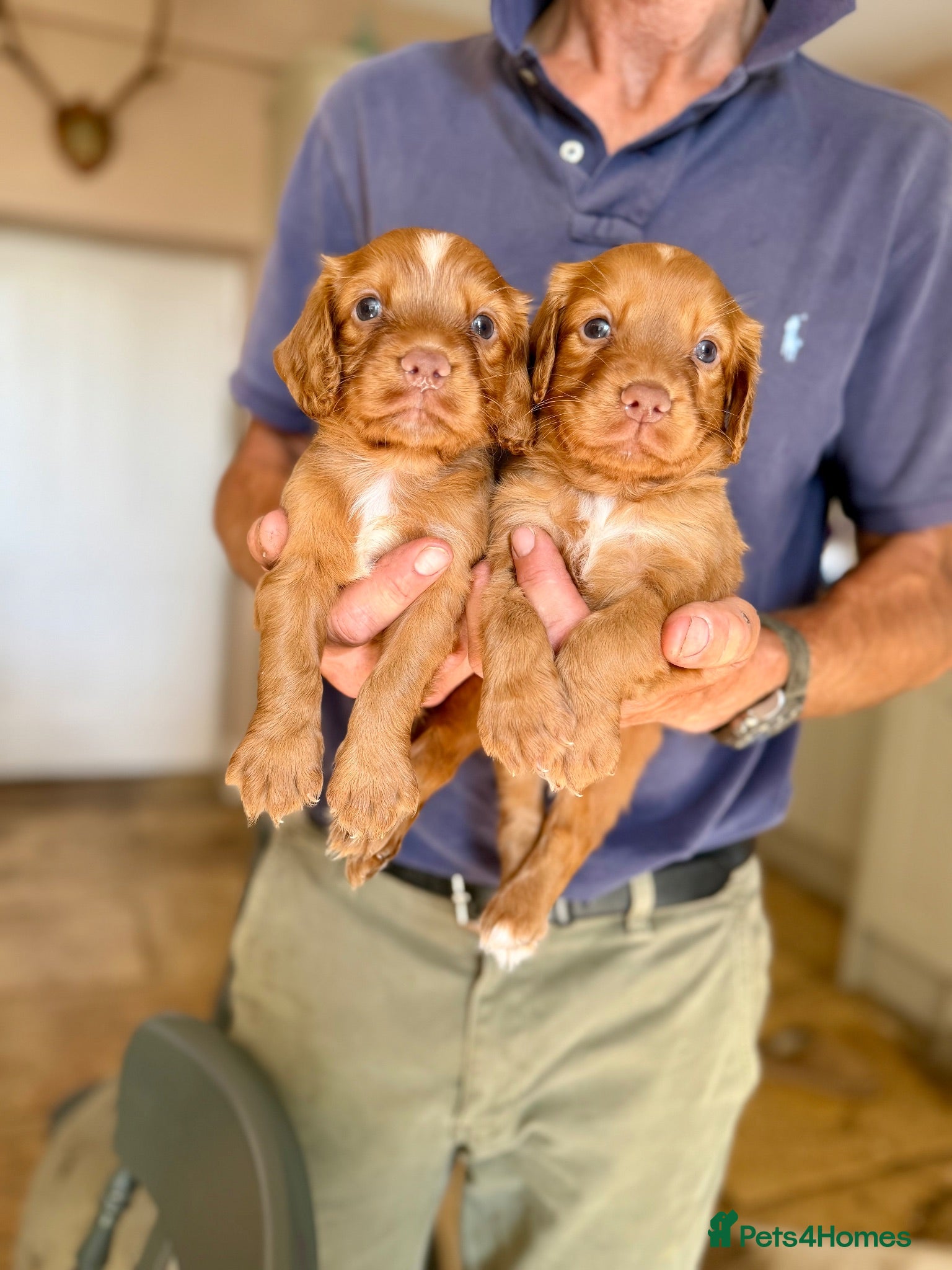 Cocker Spaniel dogs KC REGISTERED COCKER SPANIEL PUPPIES  - Advert 3