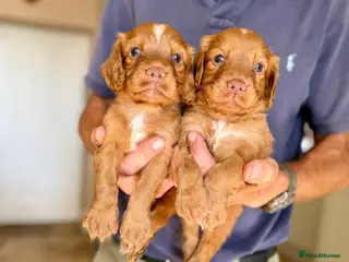Cocker Spaniel dogs KC REGISTERED COCKER SPANIEL PUPPIES - Advert 1