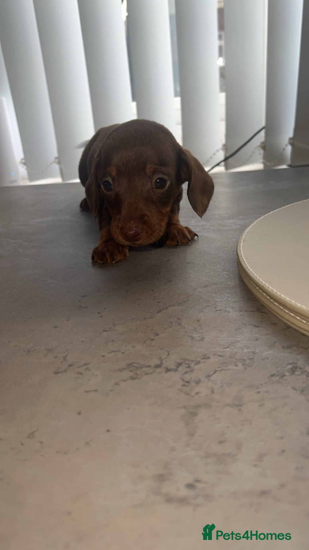 Dachshund dogs for sale: ✨Dachshunds 👀 for forever 🏡 £900 ONO✨ - Advert 6