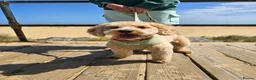 Cavapoochon dogs for sale: Daisy – Cavapoochon looking for her forever home - Advert 6