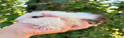 Guinea Pig rodents for sale: LOTS of Stunning Baby Girl Guinea Pigs 💗 - Advert 14