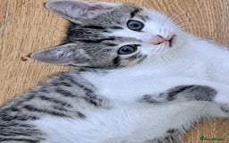 Bengal cats for sale: 3 Beautiful Kittens - Image 7