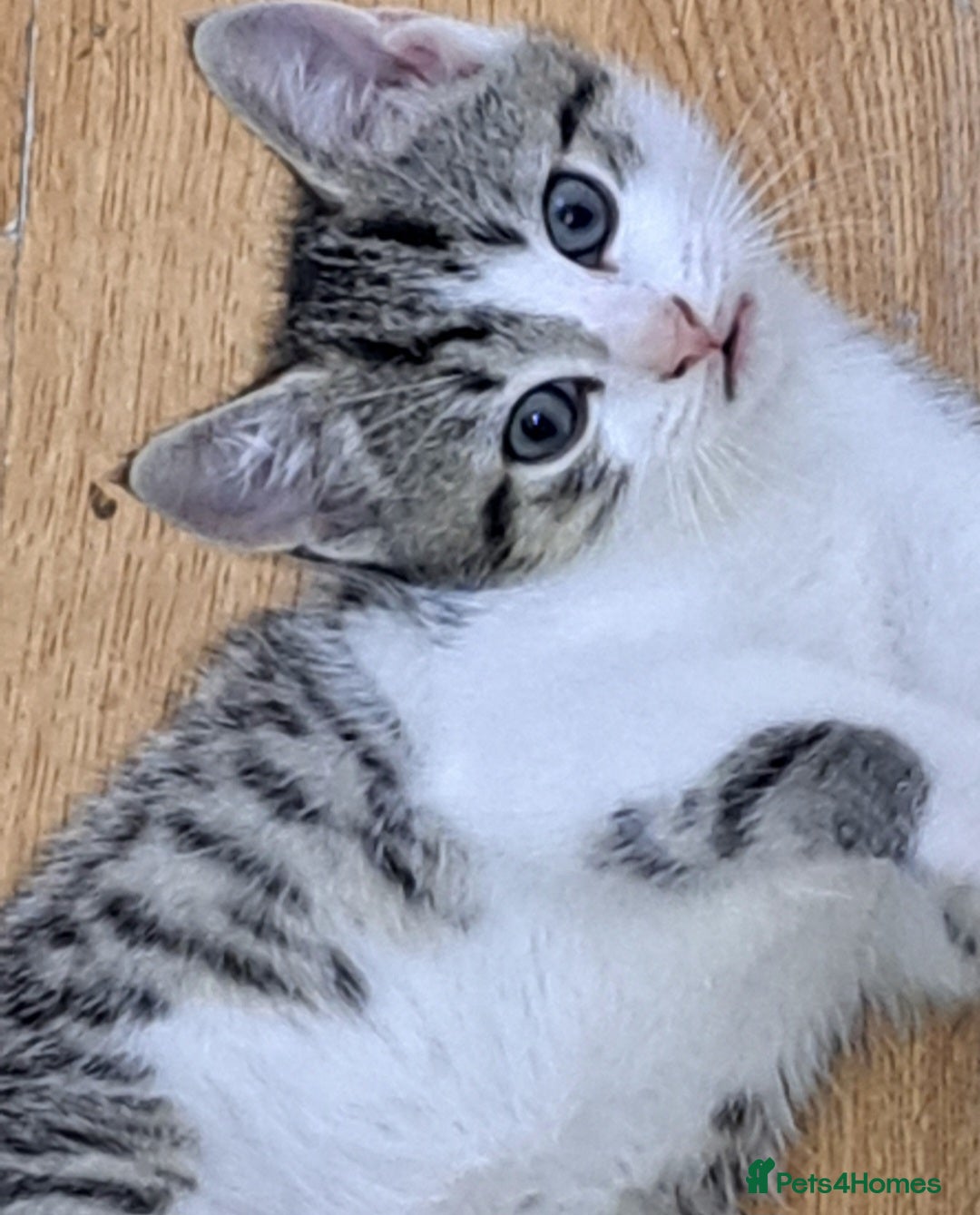 Bengal cats for sale: 3 Beautiful Kittens - Image 7