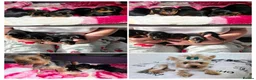 Yorkshire Terrier dogs for sale: 💕Yorkshire Terrier puppies.💕 - Advert 1