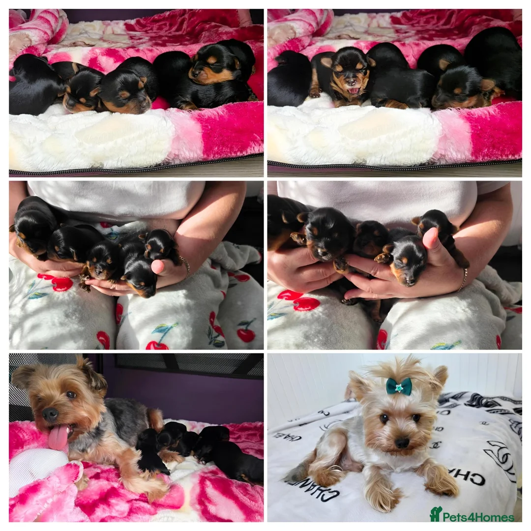 Yorkshire Terrier dogs for sale: 💕Yorkshire Terrier puppies.💕 - Advert 1