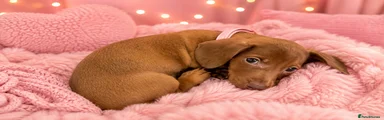 Dachshund Puppy 4