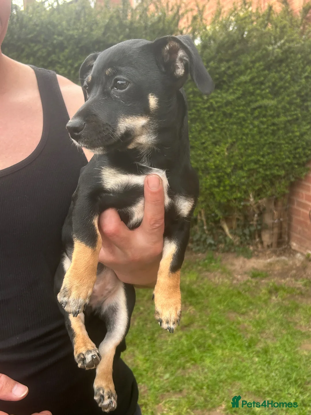 Jackshund dogs for sale: Jackshaund 7 month old pup for sale  in Leominster - Advert 1