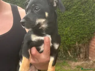 Jackshund dogs Jackshaund 7 month old pup for sale - Advert 2