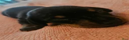 Dachshund dogs for sale: Beautiful daschund puppies for sale in Chorley - Advert 9