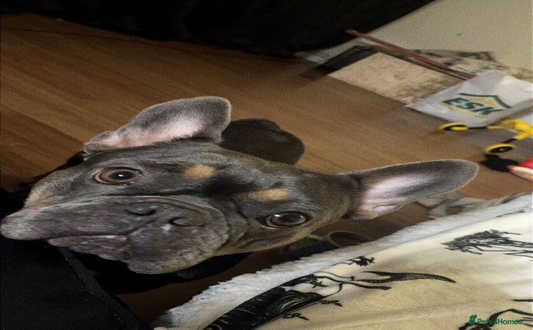 French Bulldog dogs - Advert 1