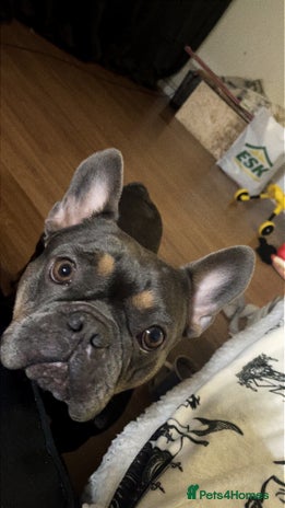 French Bulldog dogs - Advert 1