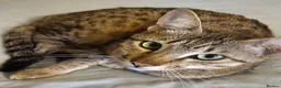 Savannah cats for sale: Lovely Two savannah F5 female pair  - Advert 2