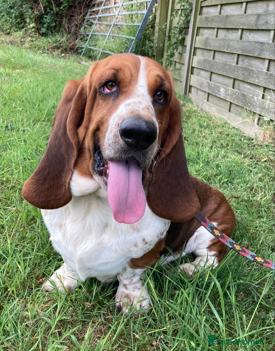 Mixed Breed dogs for sale: Dachshund x basset hound  - Image 15