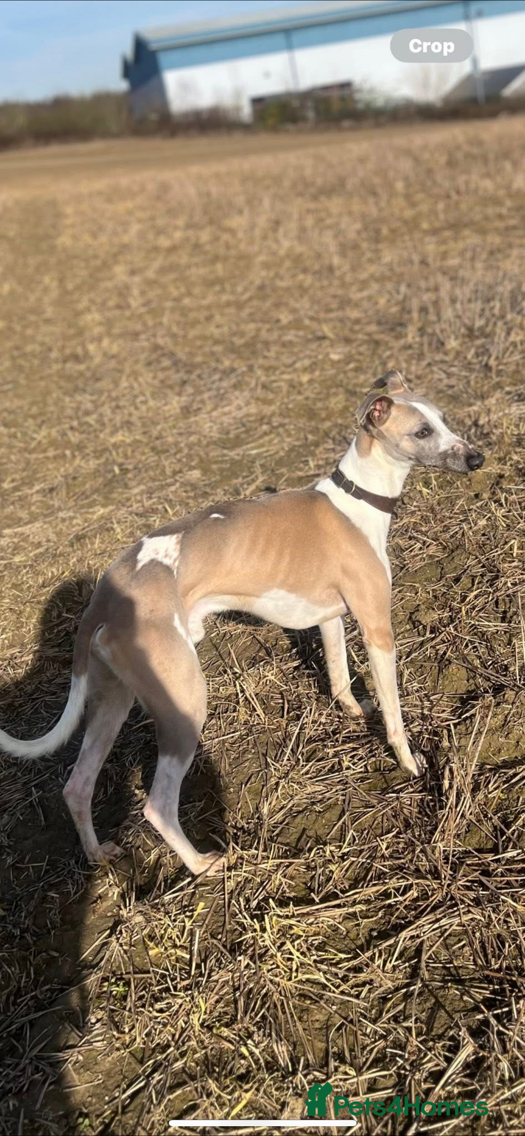 Whippet dogs for stud: Stud whippet - Image 7