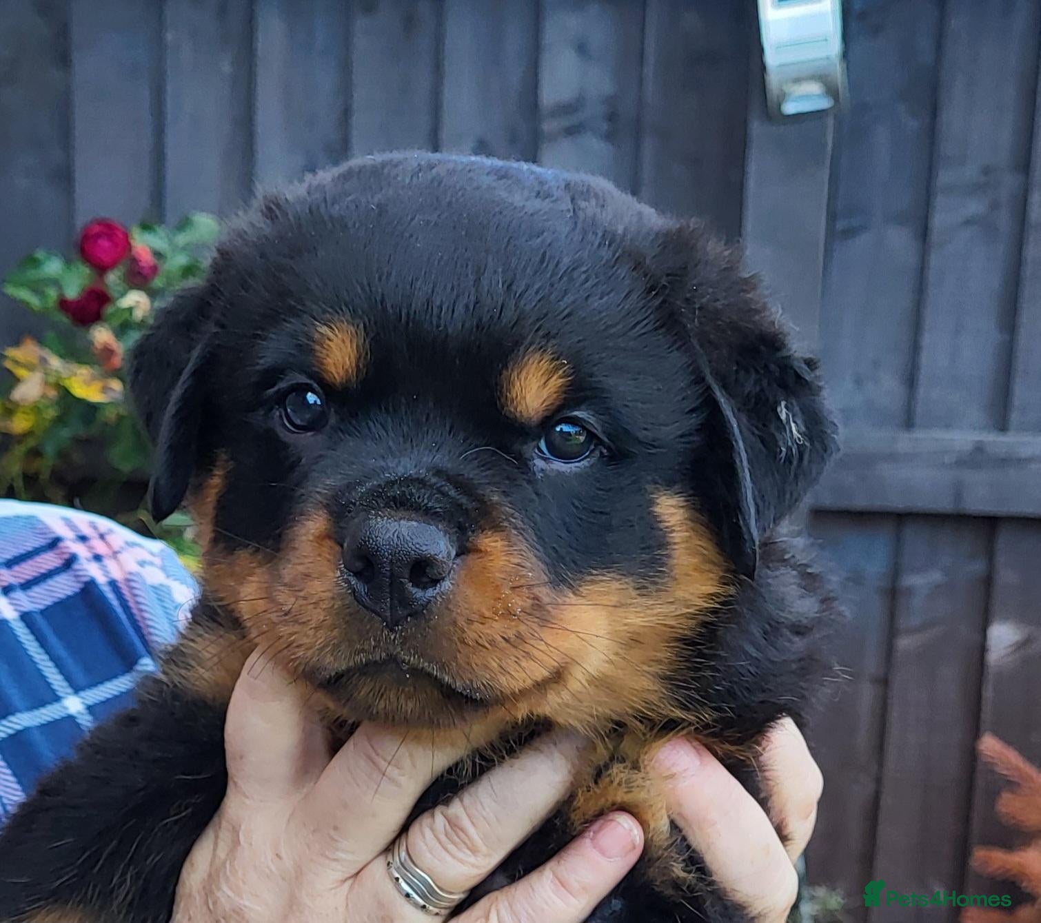 Rottweiler dogs Kc Show Quality male puppy - Advert 2