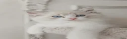 Ragdoll cats for sale: READY NOW Bicolour Lynx Ragdoll kittens - Advert 24