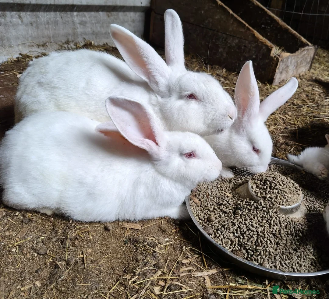 New Zealand rabbits for sale: Top Quality Rabbits! Proven Parents & Bunnies - Advert 6