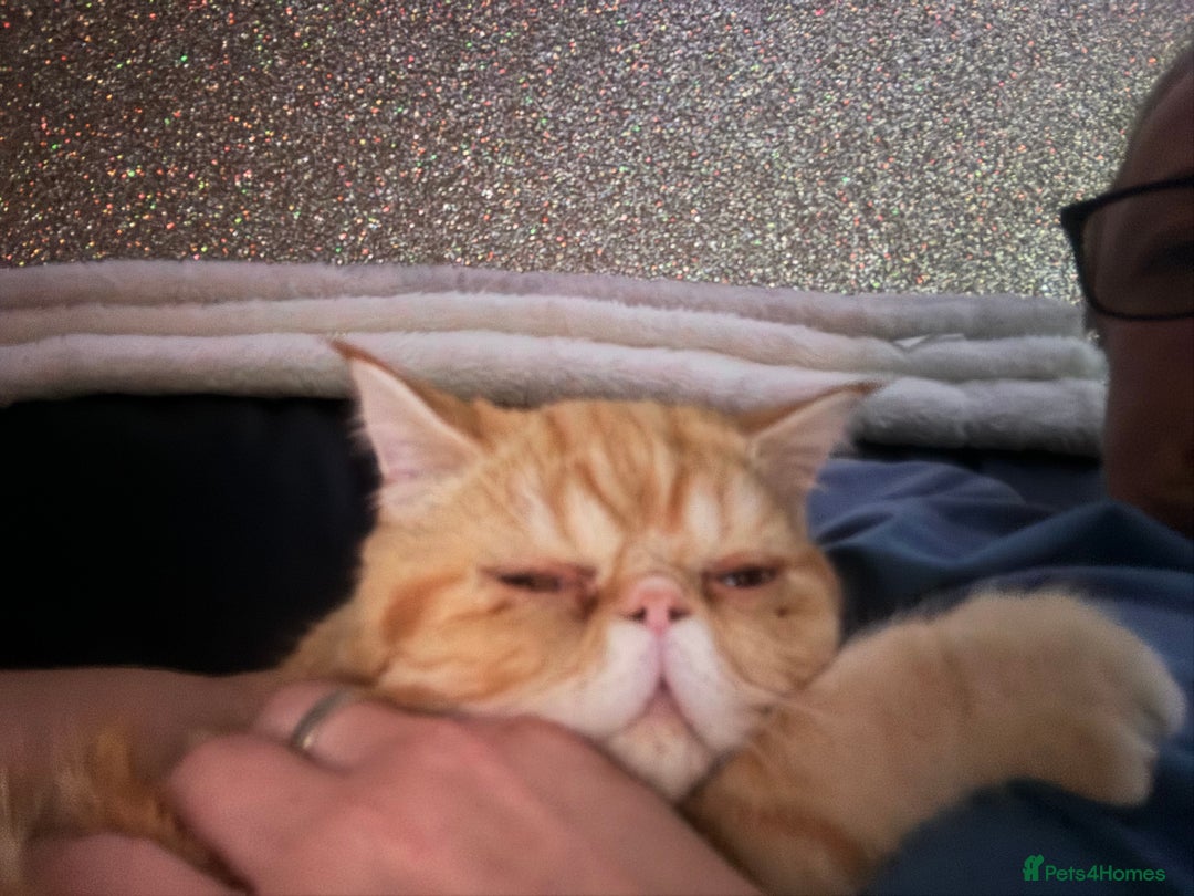Exotic cats for sale: Exotic shorthaired Persian female - Image 2
