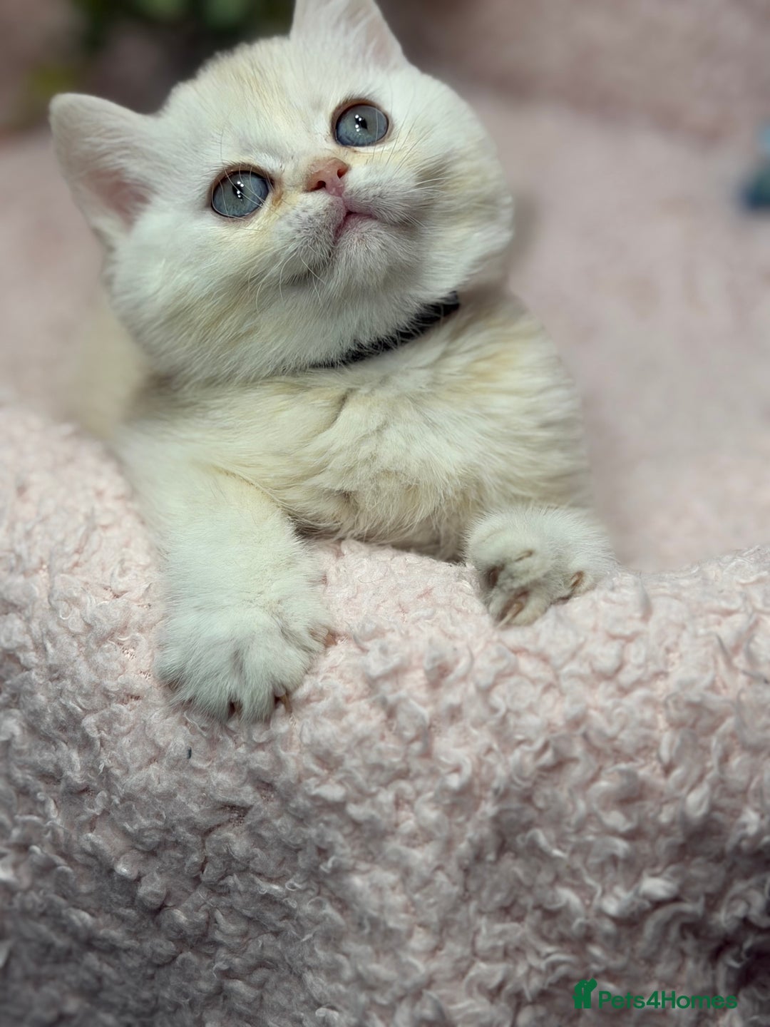 British Shorthair cats for sale: British shh golden, silver  GCCF kittens  - Advert 19