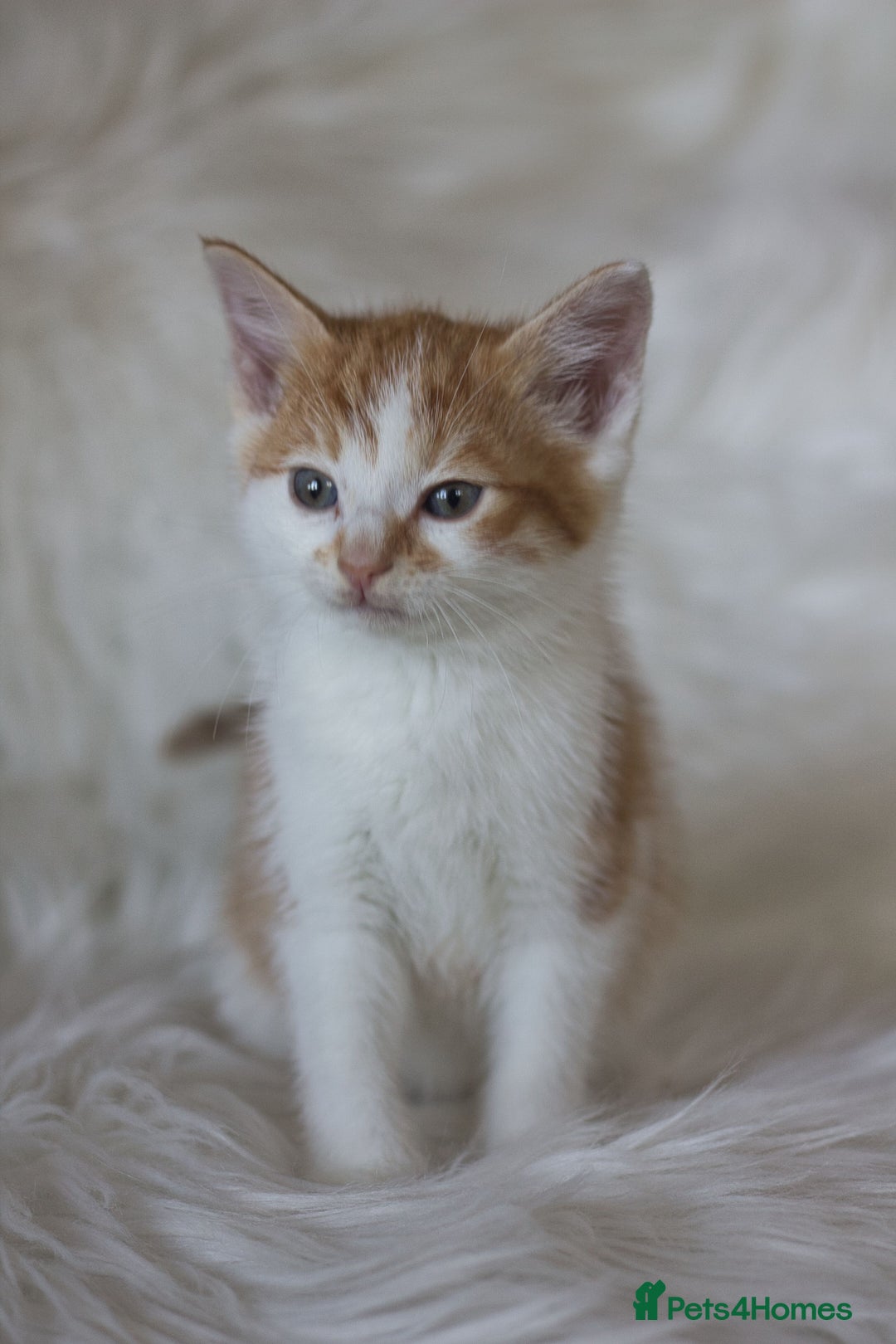 Mixed Breed cats for sale: 3 Happy Healthy Kittens - Image 1