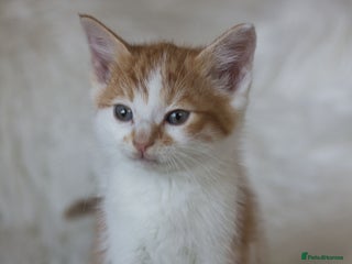 Mixed Breed cats - Advert 20