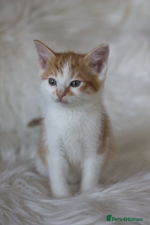 Mixed Breed cats - Advert 1