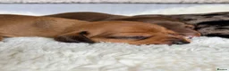 Miniature Dachshund dogs for sale: KC PRA Clear Champion Line Dapple Mini Dachshunds  - Advert 21
