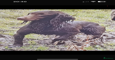 Cocker Spaniel dogs - Advert 2