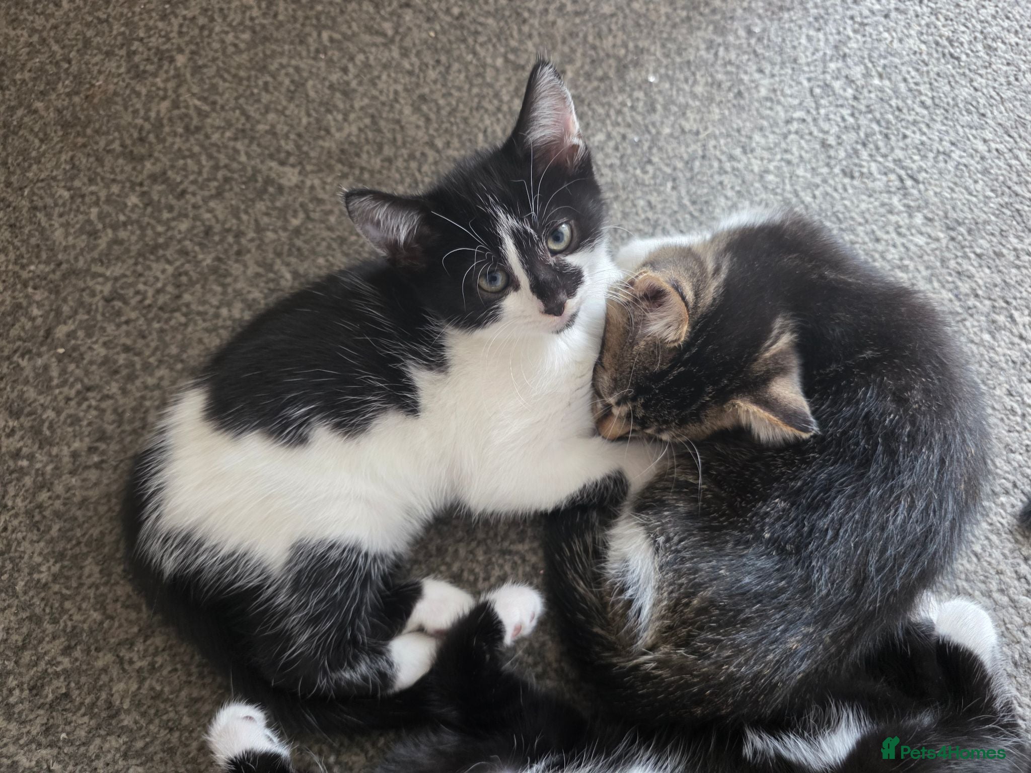 Mixed Breed cats Beautiful Kittens Looking for Loving Homes - Advert 1
