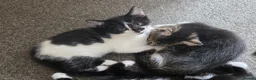 Mixed Breed cats for sale: Beautiful Kittens Looking for Loving Homes - Advert 1