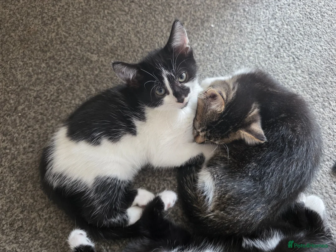 Mixed Breed cats for sale: Beautiful Kittens Looking for Loving Homes - Advert 1