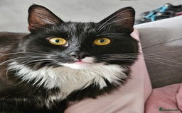 Mixed Breed cats for sale: Young Fluffy Tuxedo Cat - Image 6