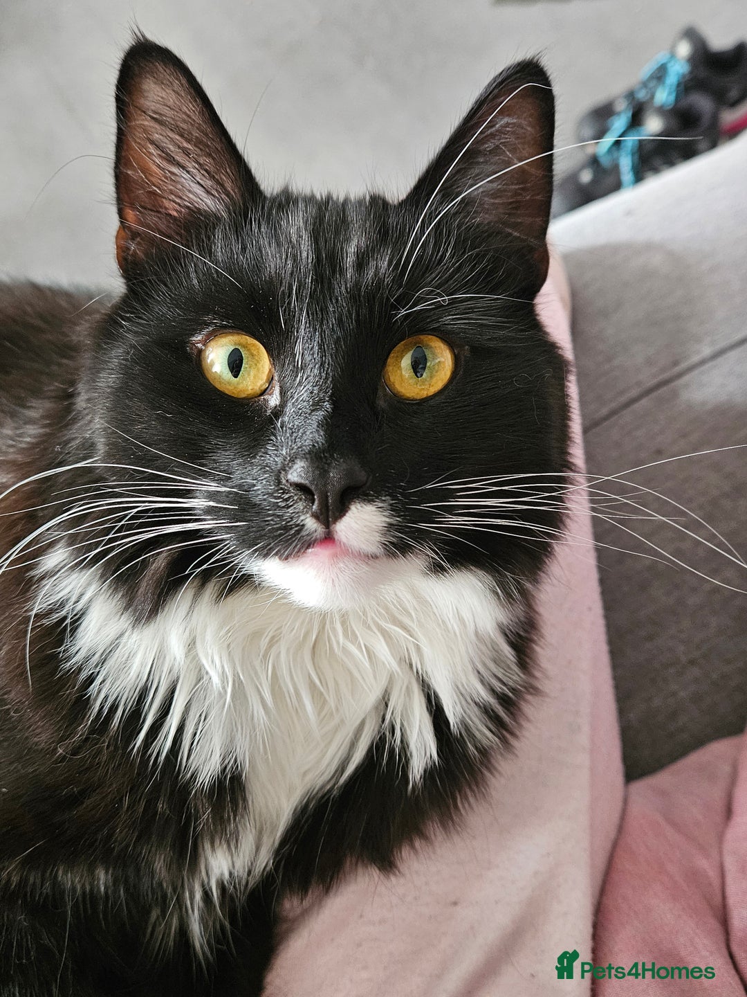 Mixed Breed cats for sale: Young Fluffy Tuxedo Cat - Image 6