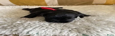 Miniature Schnauzer 3
