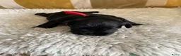 Miniature Schnauzer dogs for sale: Miniature Schnauzers  in Haverhill - Advert 11