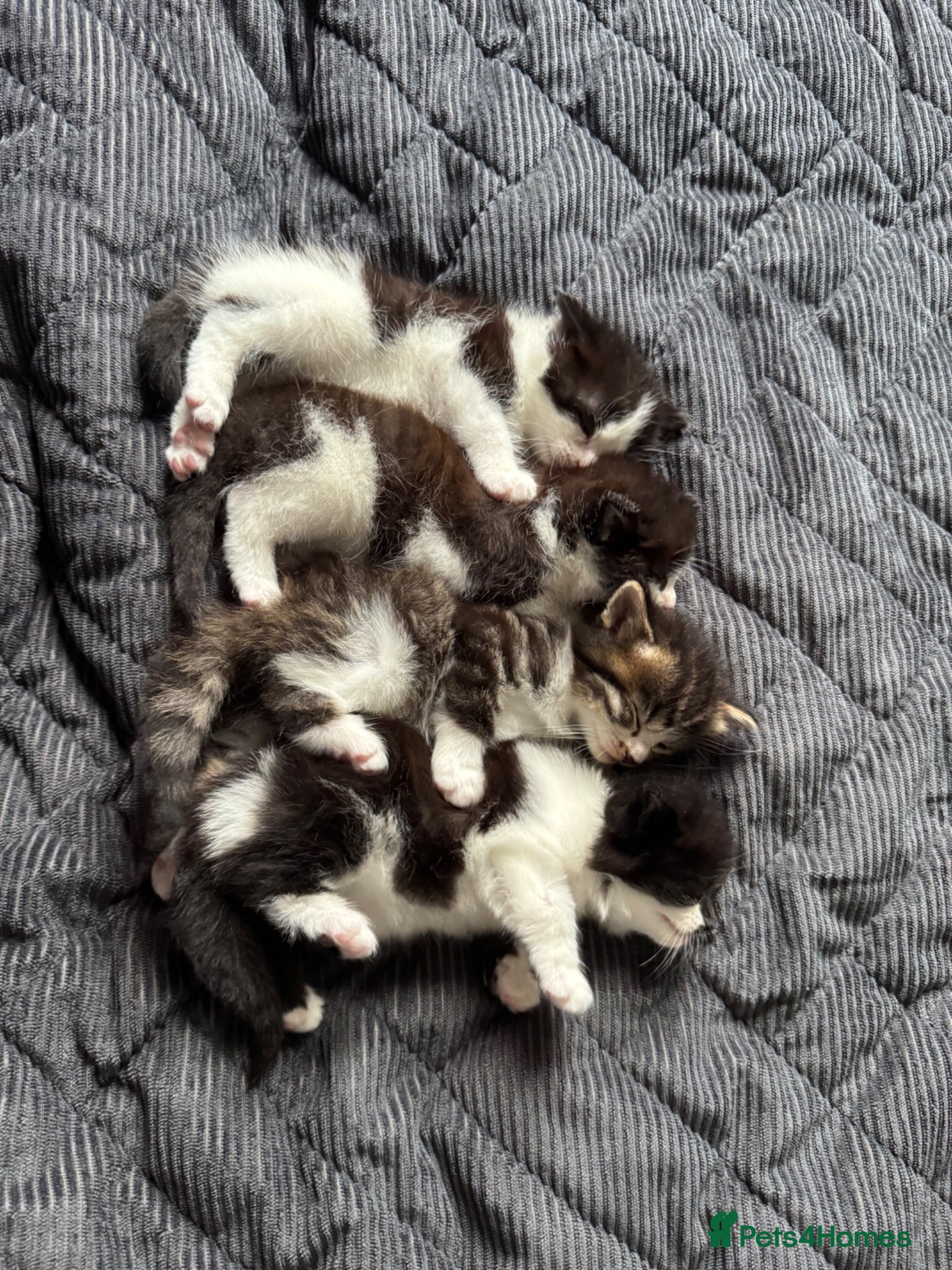 Mixed Breed cats 4🌟Beautiful long hair kittens🐈‍⬛ for sale ! - Advert 1
