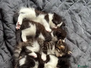 Mixed Breed cats 4🌟Beautiful long hair kittens🐈⬛ for sale ! - Advert 1