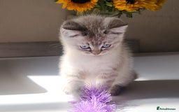 British Shorthair cats for sale: Ready now - Image 6