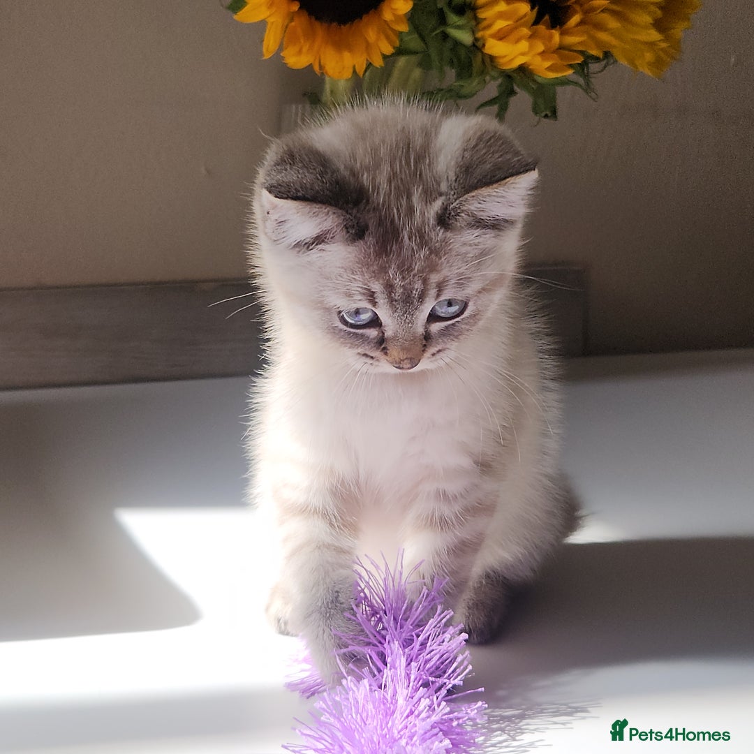 British Shorthair cats for sale: Ready now - Image 6