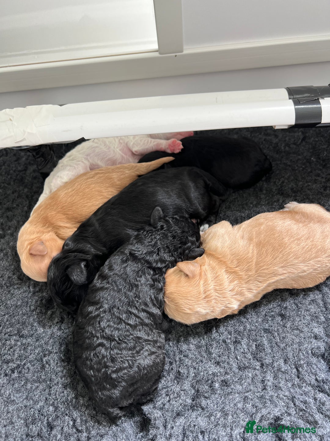 Cavapoo dogs for sale: F1B OUTSTANDING RARE RAINBOW 🌈 BABIES (Cavapoo)  - Image 14