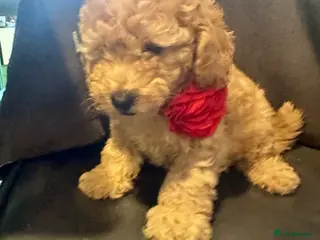 Miniature Poodle dogs ADORABLE MINIATURE POODLE PUPPIES 3 GIRLS & 1 BOY - Advert 2