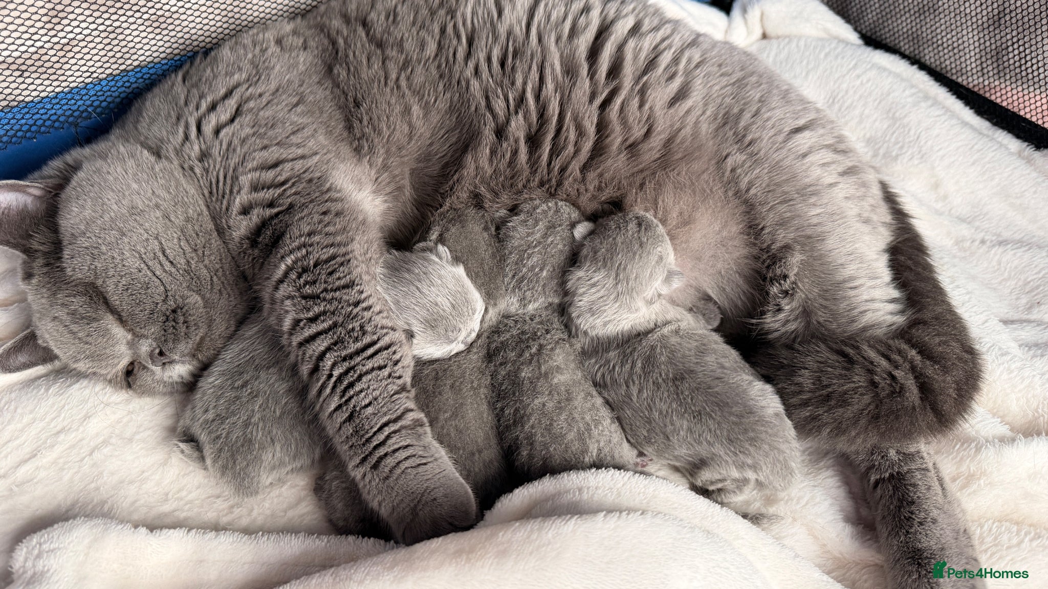 British Shorthair cats BRITISH BLUE KITTENS FROM CHAMPIONS LINE 🏆 - Advert 2