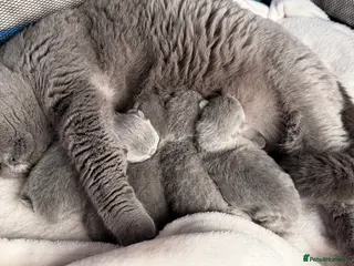 British Shorthair cats BRITISH BLUE KITTENS FROM CHAMPIONS LINE 🏆 - Advert 2