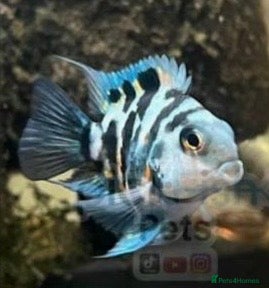 Cichlids fish Blue polar parrot hybrid cichlids  - Advert 17