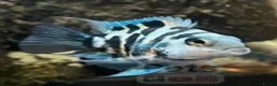 Cichlids fish for sale: Blue polar parrot hybrid cichlids  - Advert 1
