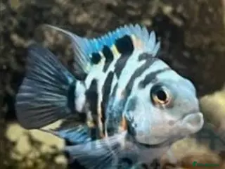 Cichlids fish Blue polar parrot hybrid cichlids - Advert 17