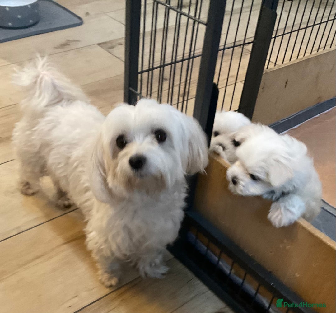 Maltese dogs for sale: Maltese puppies Kc registered  - Advert 2